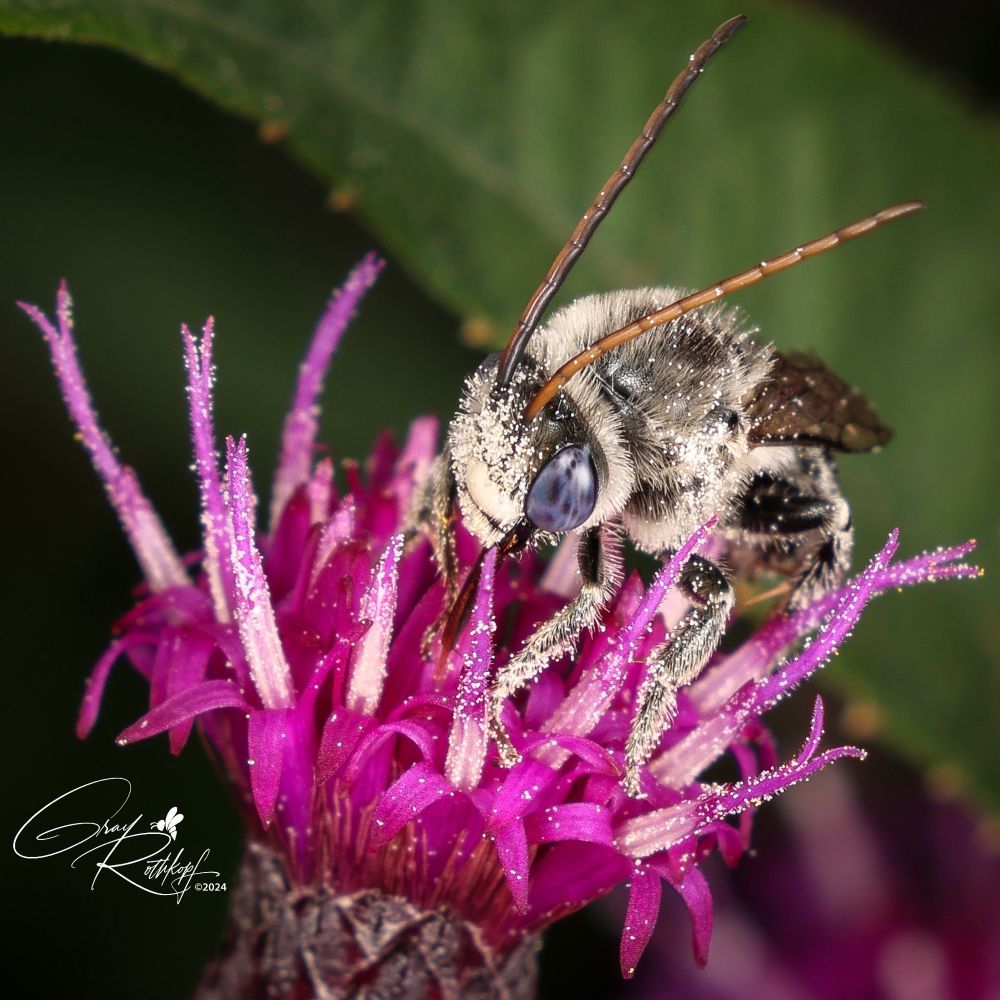 Male Denticulate longhorn bee on iron weed
(Melissodes denticulatus)
July 2024