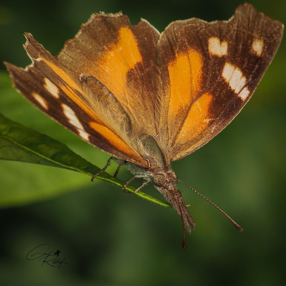 Wings open, about to drop into the air.