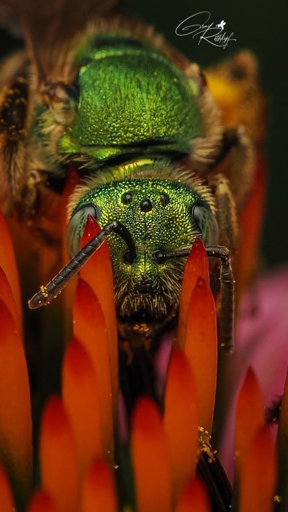 Eyes-to-eyes on echinacea together
📸 Olympus 90mm iso200 f10 1/250