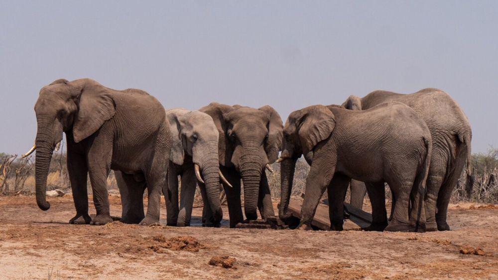 Female elephants rumble to say 'let's go!' Namibian study shows males do too, a sign of unexpected social bonds