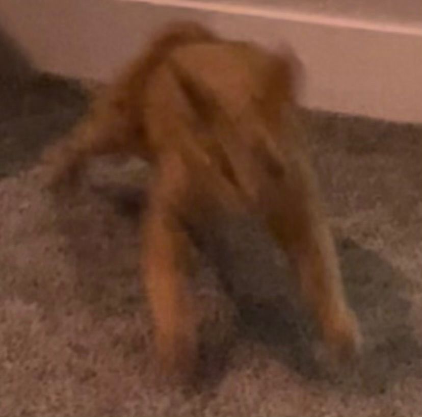 A picture of my cat running around excitedly! The image has heavy motion blur because she runs so fast.