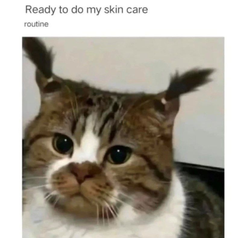 Cheezburger meme: “ready to do my skin care routine” pic is of a cat and someone has added to teeny, baby pig tails, one on each ear.
