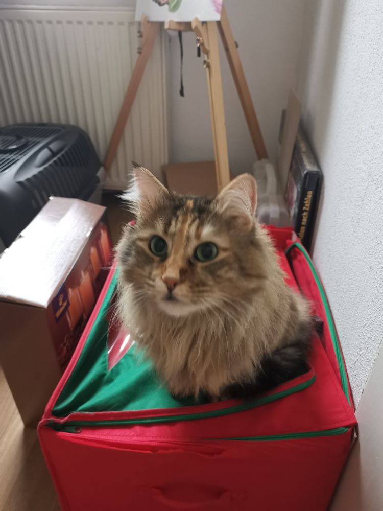 Grandma the cat sitting on a red and green box with xmas decorations looking up expectantly