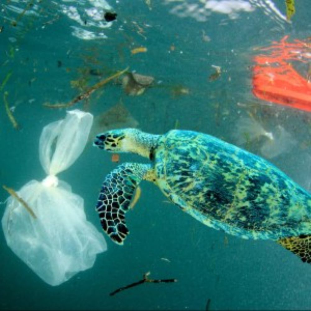 Salve os oceanos! Nova temporada da robótica estimula debate sobre problemas ambientais marinhos