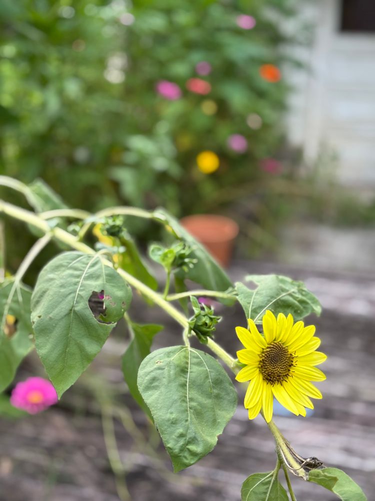 a sunflower that gave up then kept trying