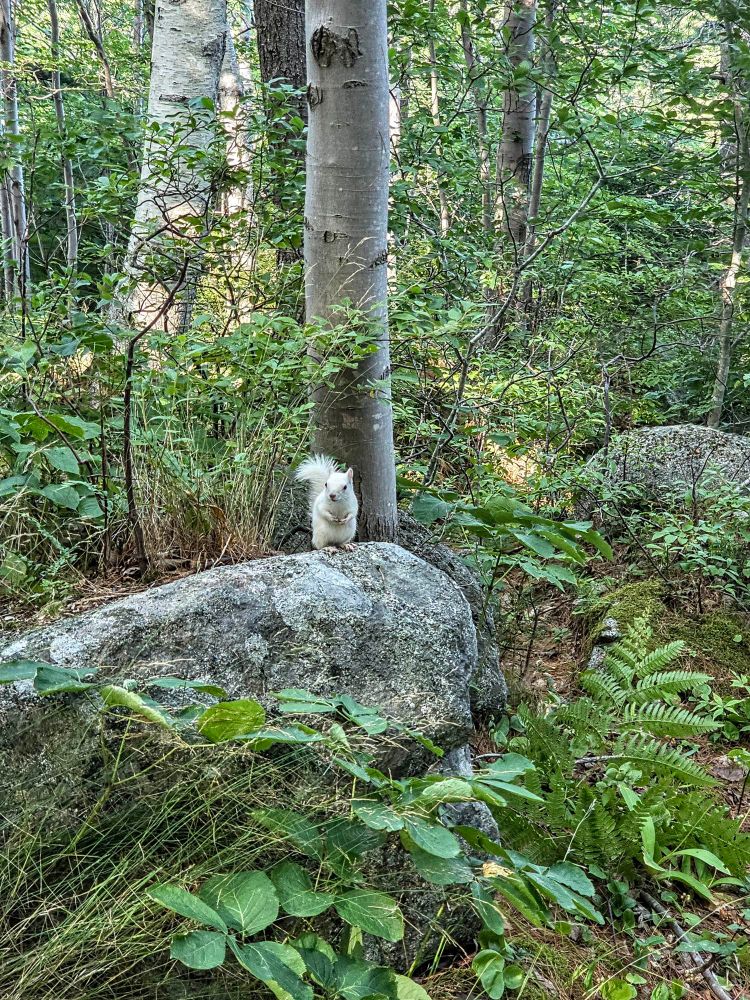 A white-furred squirrel perched on a rock in a green forest.