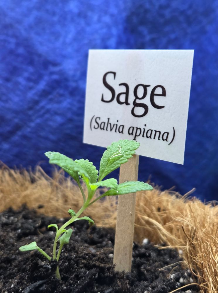A tiny white sage seedling growing in a pot.  In the background there is a little sign saying "Sage (Salvia apiana)
