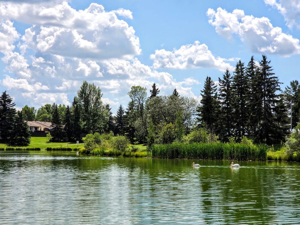 An urban pond in Edmonton Alberta.  Blue sky with big clouds.  Trees, reeds and houses reflecting on water surface.   Two white pelicans can be seen swimming by in distance.   