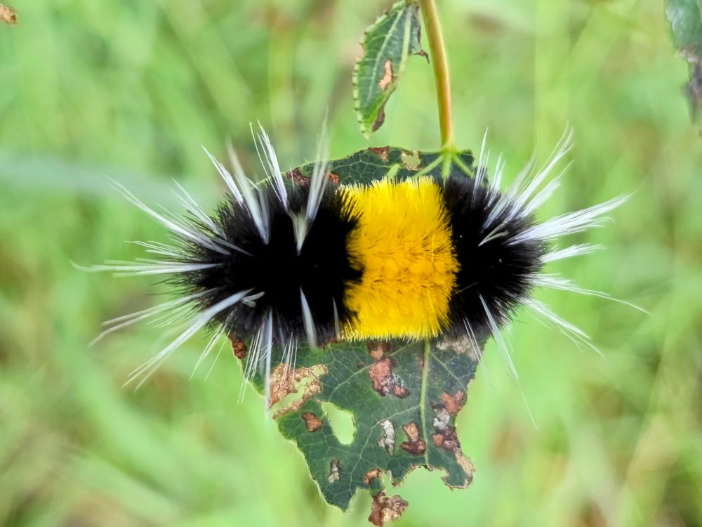 A very fuzzy caterpillar with yellow central band.  There are 2 black ends w long tufts of white hairs.  It is perched on a nibbled green leaf.  It is impossible to see which side is the head or the bum. 