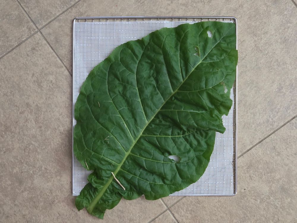A large 1-foot tobacco leave on a drying rack.