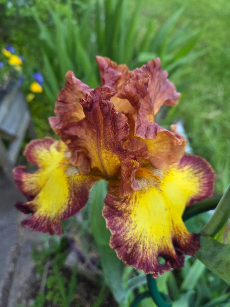 A showy red and yellow bearded iris with green background 