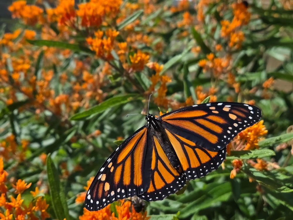 An orange and black butterfly on a shrub with many orange flowers.