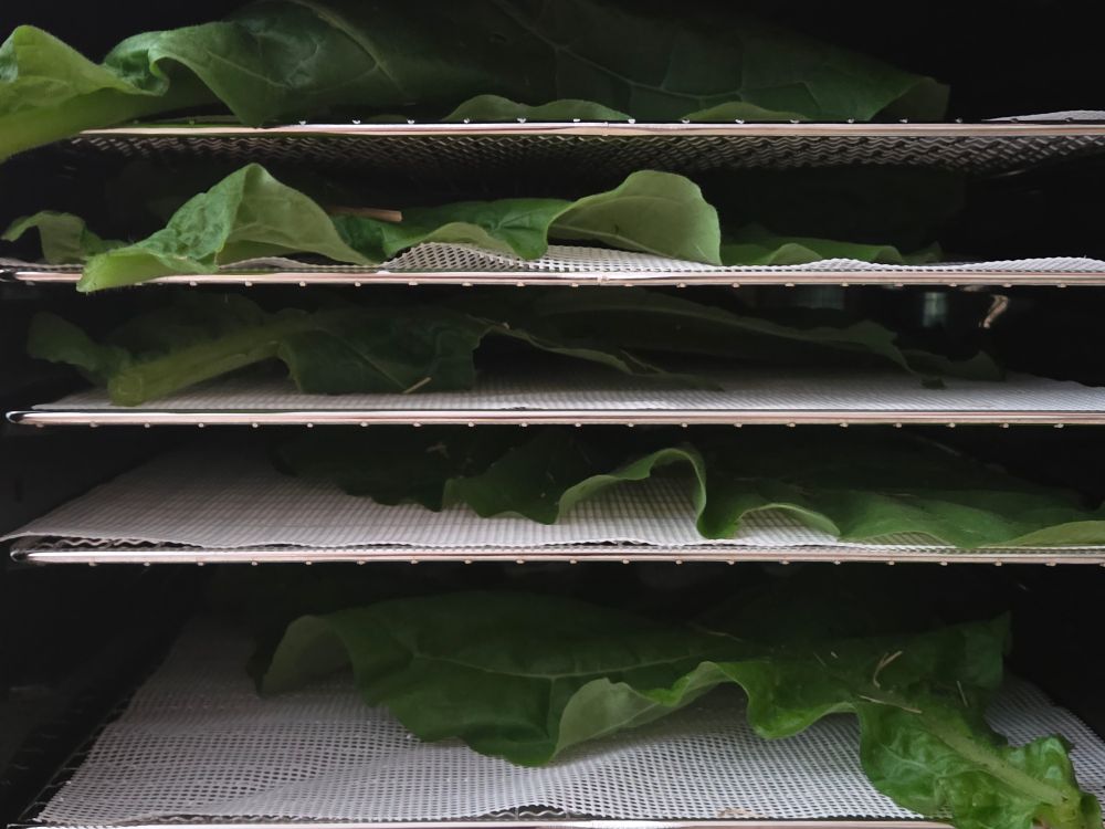 Looking inside a dehydrator with 5 drying racks with a large green tobacco leaf arranged on each rack.