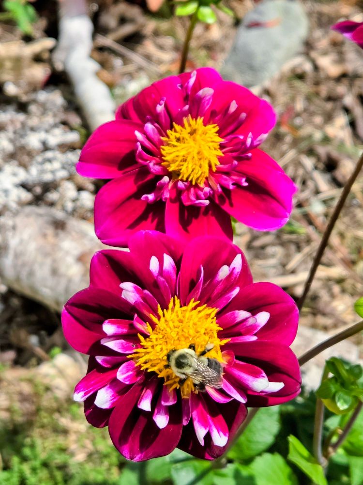 Two magenta dahlias with small white petals in middle and a bright yellow centre.  A common bumblebee is collecting pollen from one flower.