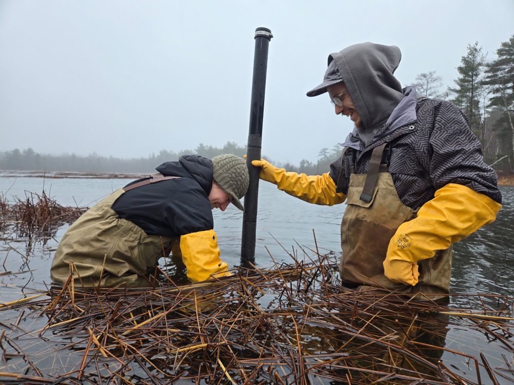 Two people wearing waders, long gloves standing in a wetland, inserting a tube containing hydrology equipment