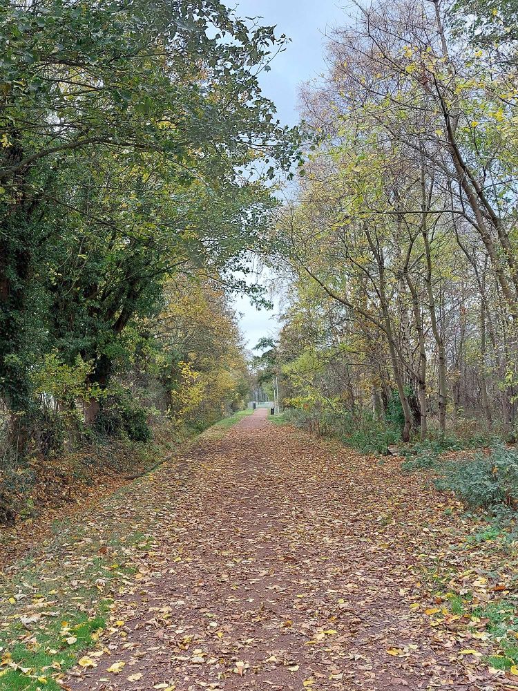 A photo of a dirt path extending into the distance, with autumnal trees on either side.  The path is covered with fallen leaves.