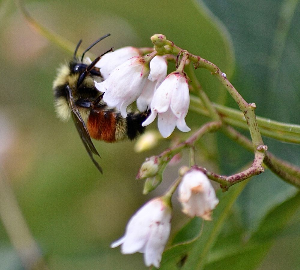 An orange-belted bumblebee on some white bell shaped flowers that I believe to be lingonberry flowers