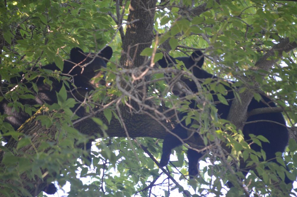 Two baby black bears lounging on the limb of a tree, but alas they’re obscured by a branch
