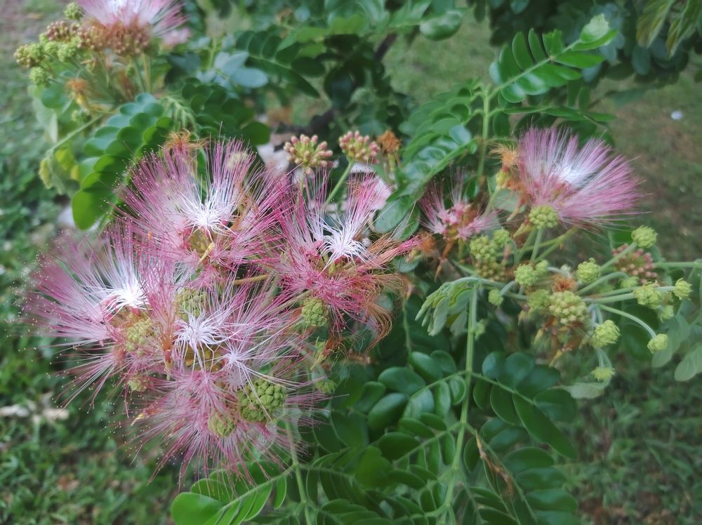 pink and white flowers of the rain tree