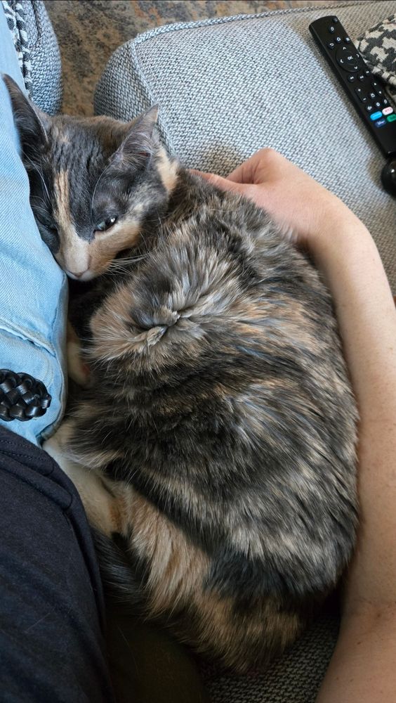 A dilute calico snuggled up between my arm and my body