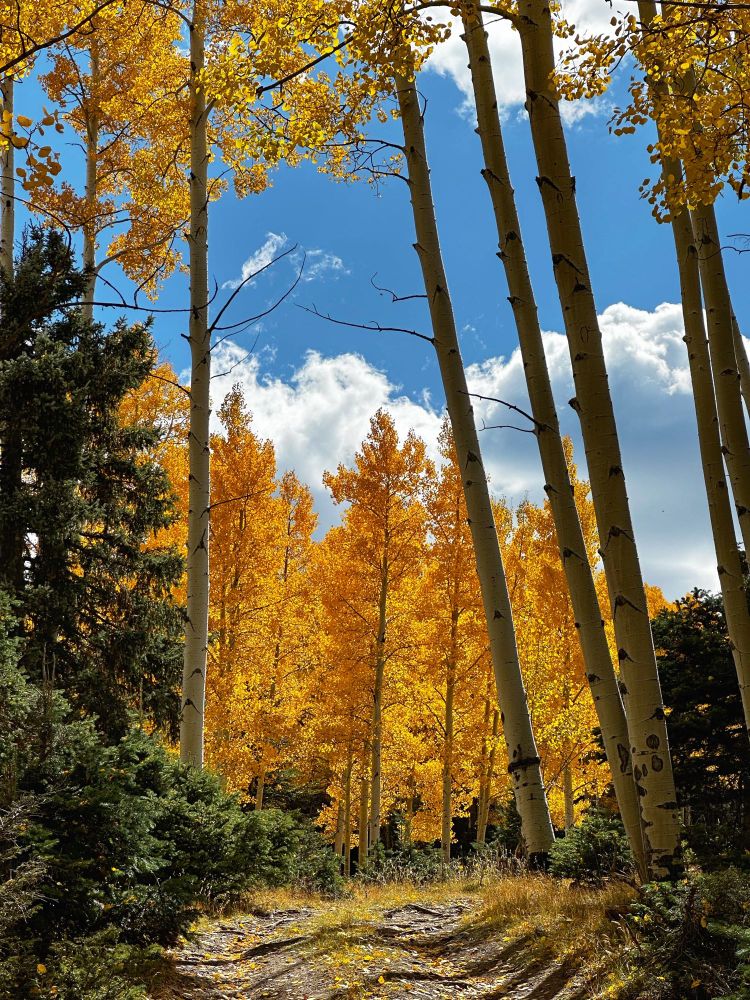Stands of golden aspen