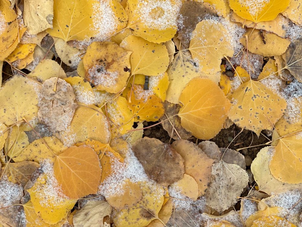 Golden yellow Aspen leaves with a smattering of dusted snow cover the ground.