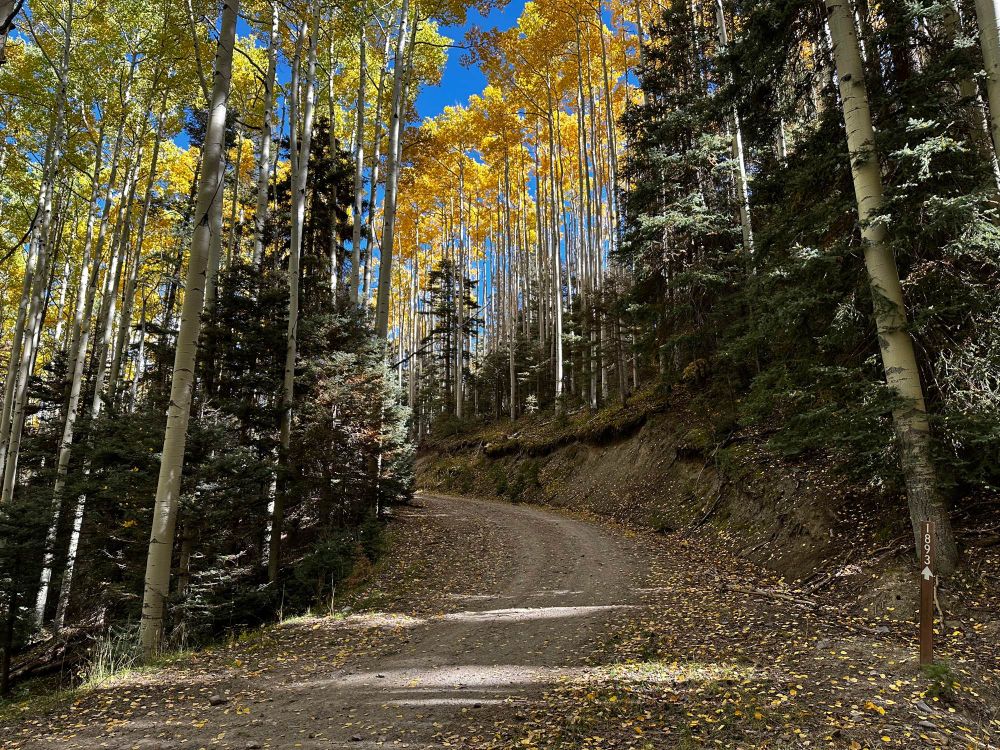 A dirt road bends in a stand of golden aspen and conifers
