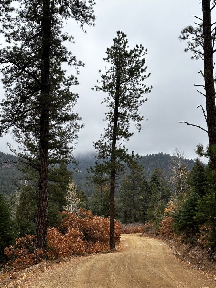 A dirt road in a forest. Clouds hang low on the hills