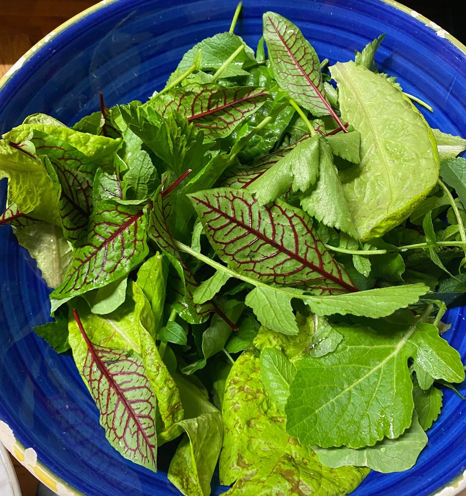 Lots of fresh greens from the leaves of all different types in a blue bowl