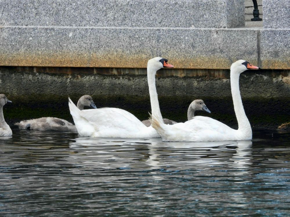 A mute swan family swims in the Providence River