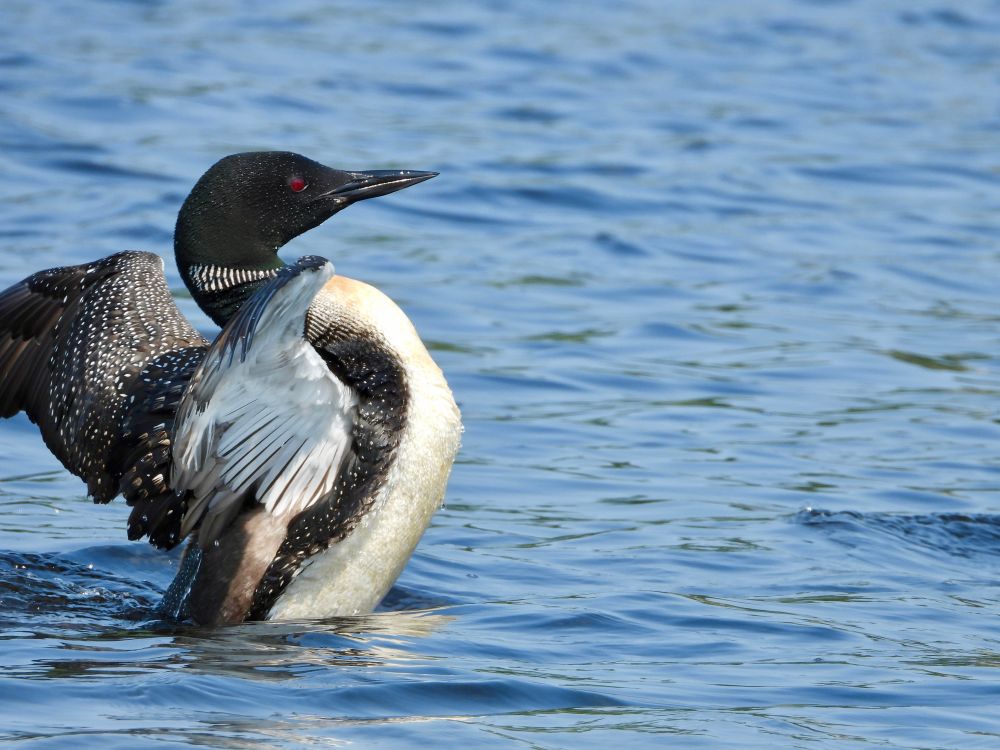 A common loon spreads its wings while on the water