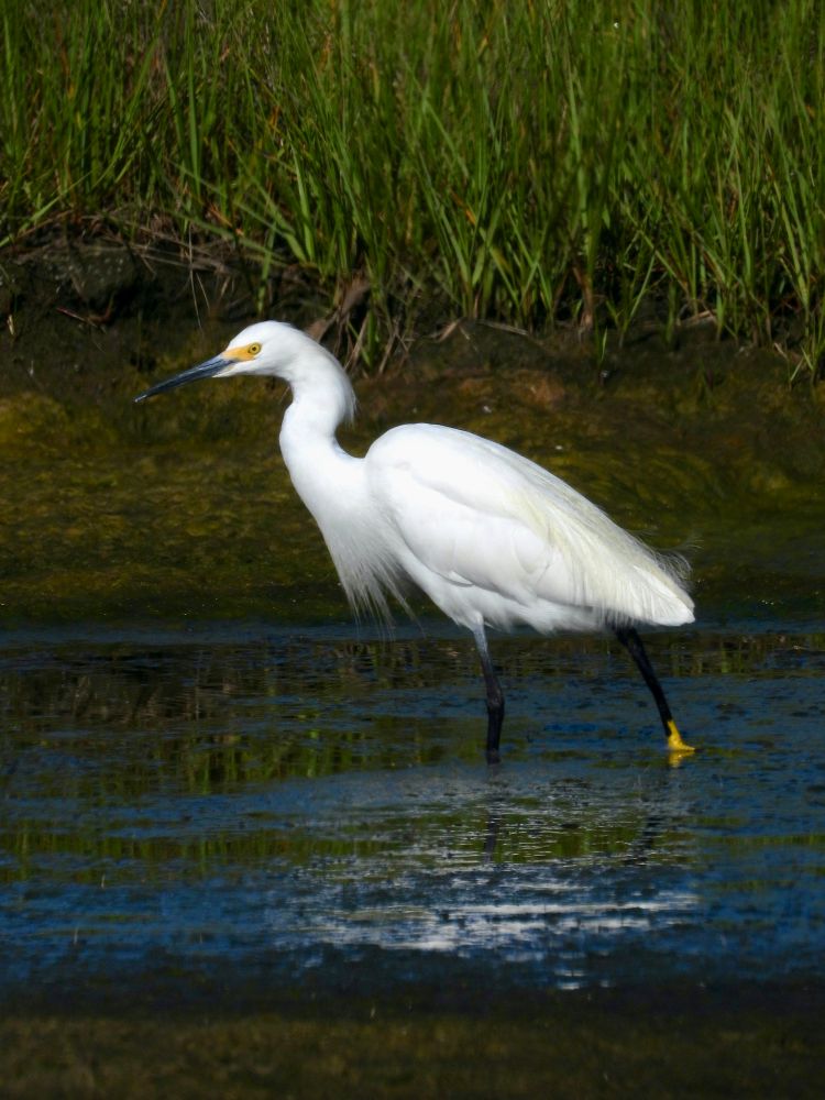 A snowy egret searches for food in a marsh