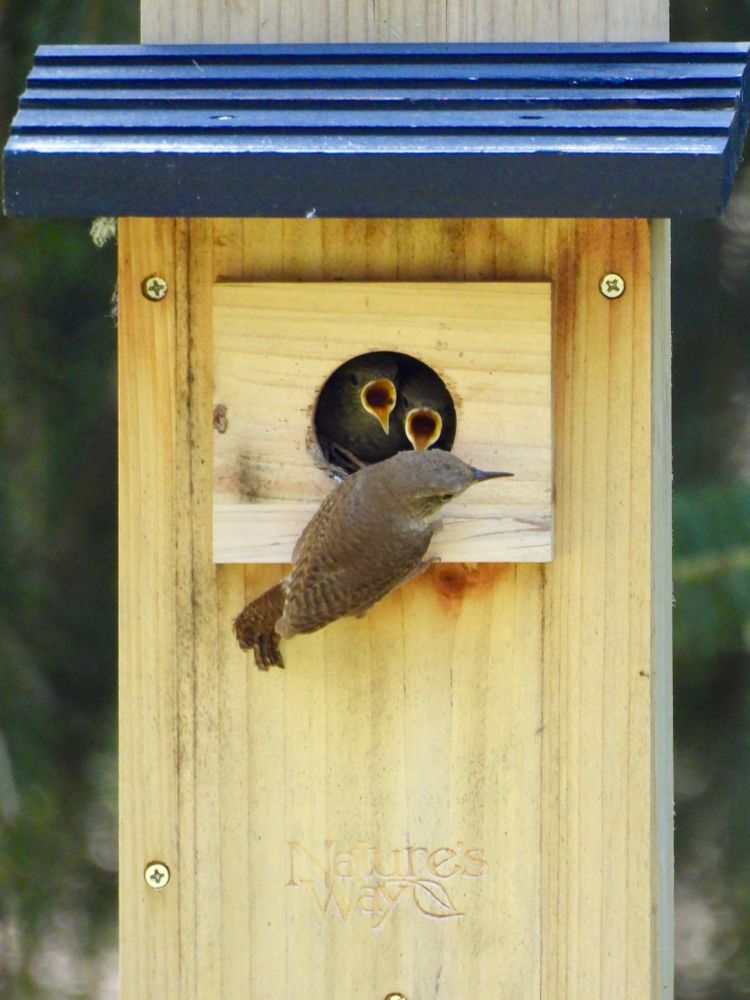 Two young house wrens beg for food in a birdhouse
