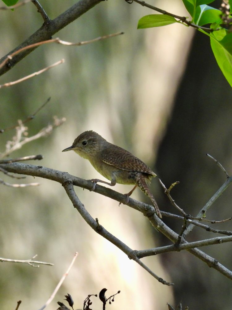 An adult house wren perches in a bush