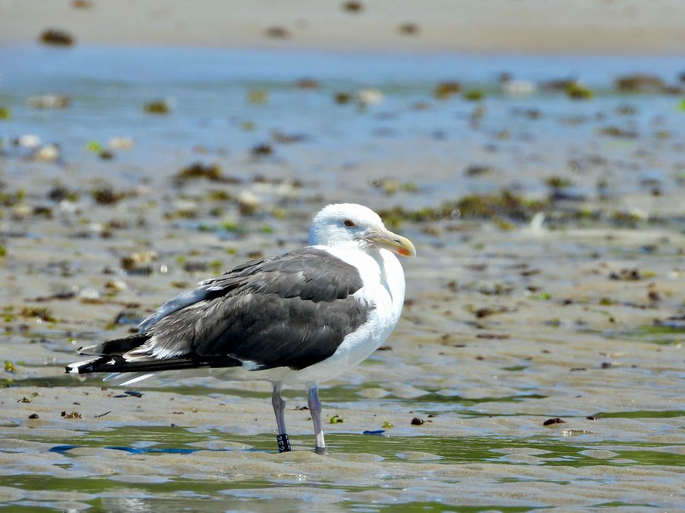 A great black-backed gull stands on the beach
