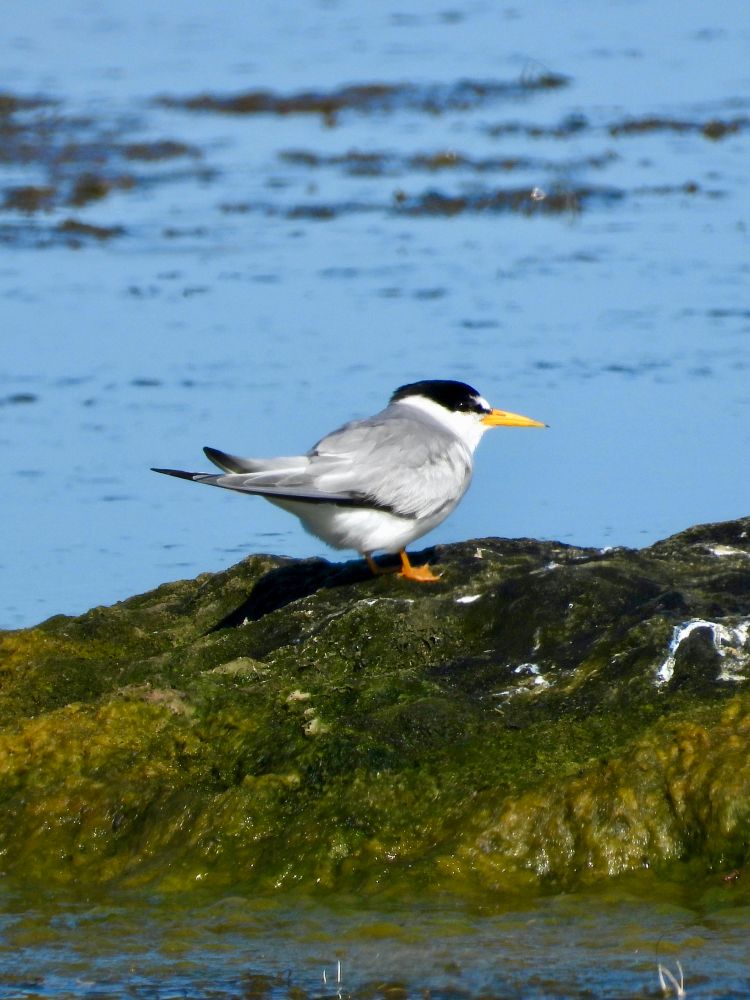 A least tern sits on a rock in a marsh