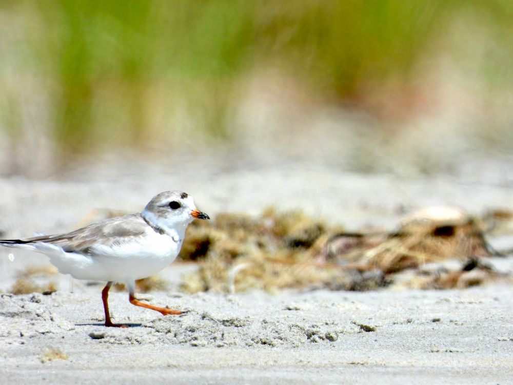 An adult piping plover walks along the beach