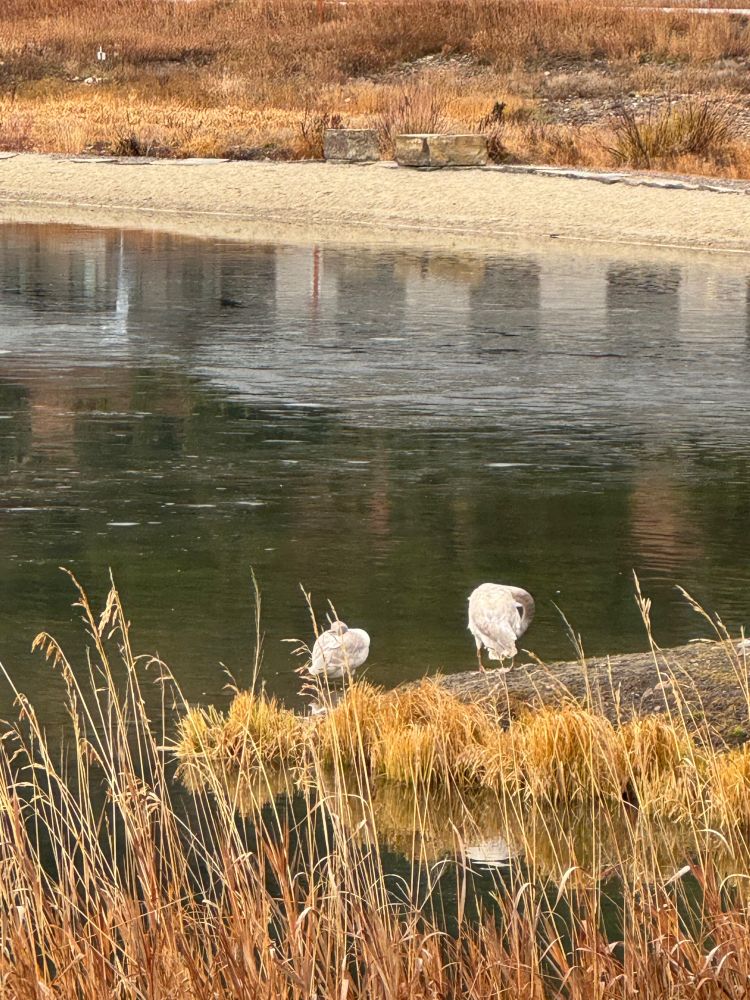 A pair of cignets (teen swans)