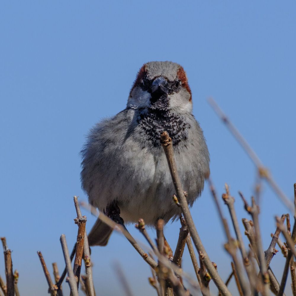 a small bird standing on a shrub.
