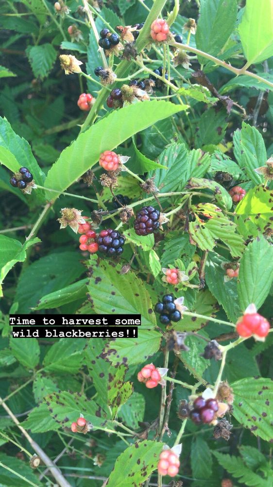 Photo of sawtooth berries and leaves, text reads “time to harvest some blackberries!!”
