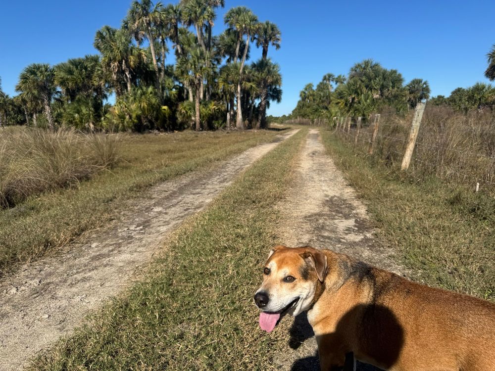 Picture of trail, with dirt lines between grass patches. A large, brown dog is facing the camera and smiling with its tongue out. A clump of Palm trees are growing at the horizon line 