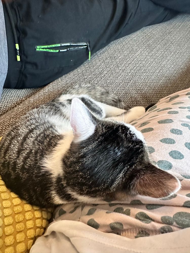 Die kleine bb Katze Sitz auf dem Sofa und lehnt sich auf meinen Beinen 