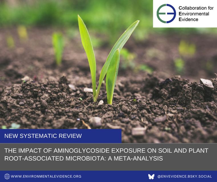 Small green plant growing from brown soil. The CEE logo is in the upper right corner. At the bottom are the words "New systematic review” and the paper's title "The Impact of Aminoglycoside exposure on soil and plant root-associated microbiota: A meta-analysis". Photo by Roman Synkevych on Unsplash