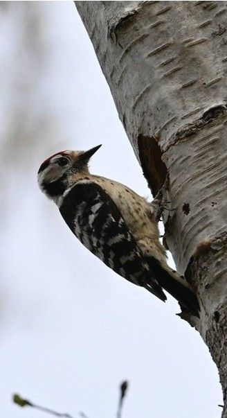 Lesser Spotted Woodpecker at its nest in a tree