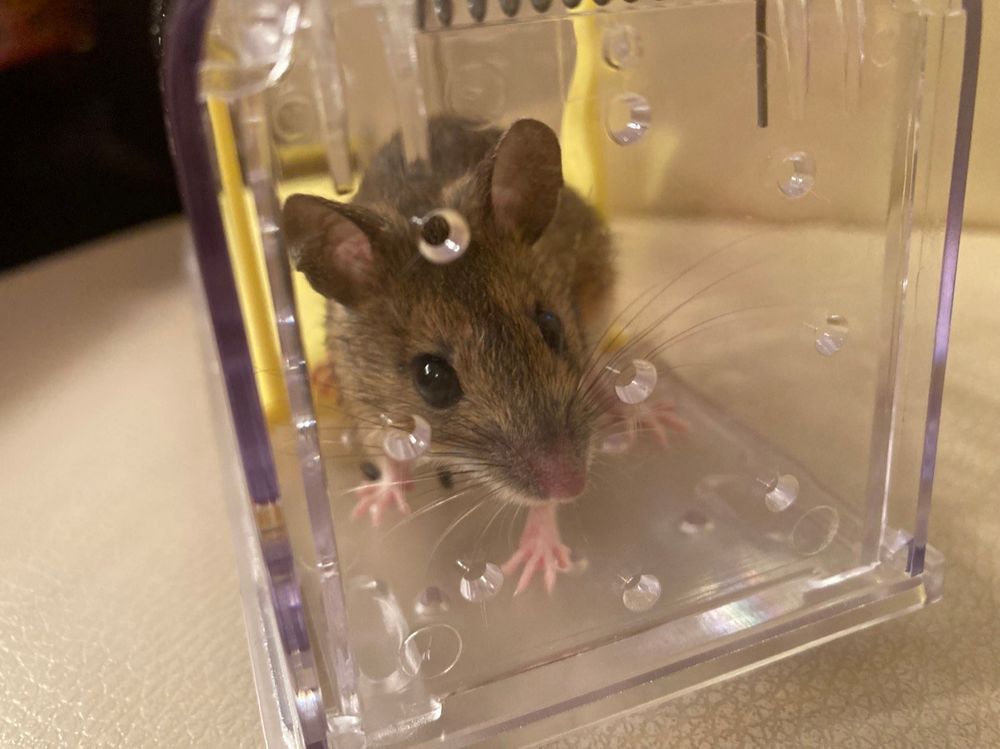 Das Nutellakeks hat sie einfach verführt😉