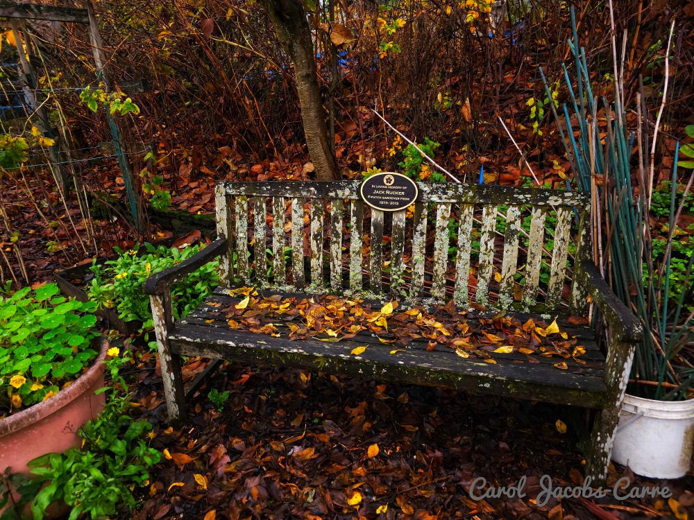 I guess this wooden bench, dedicated to Jack Rucker, is made of pine, since it is covered with lichen and moss. It is set under some large bare shrubs in the pollinators garden. It is littered with leaves, but has a planter next to it full of green nasturtium leaves. Nasturtiums seem almost perennial here.