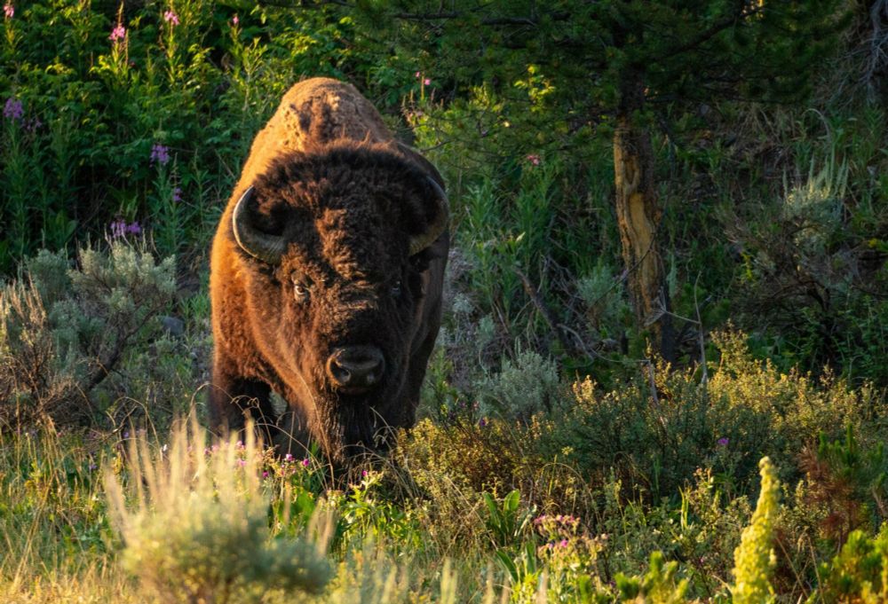 Reform Federal Policies to Enable Native American Regenerative Agriculture