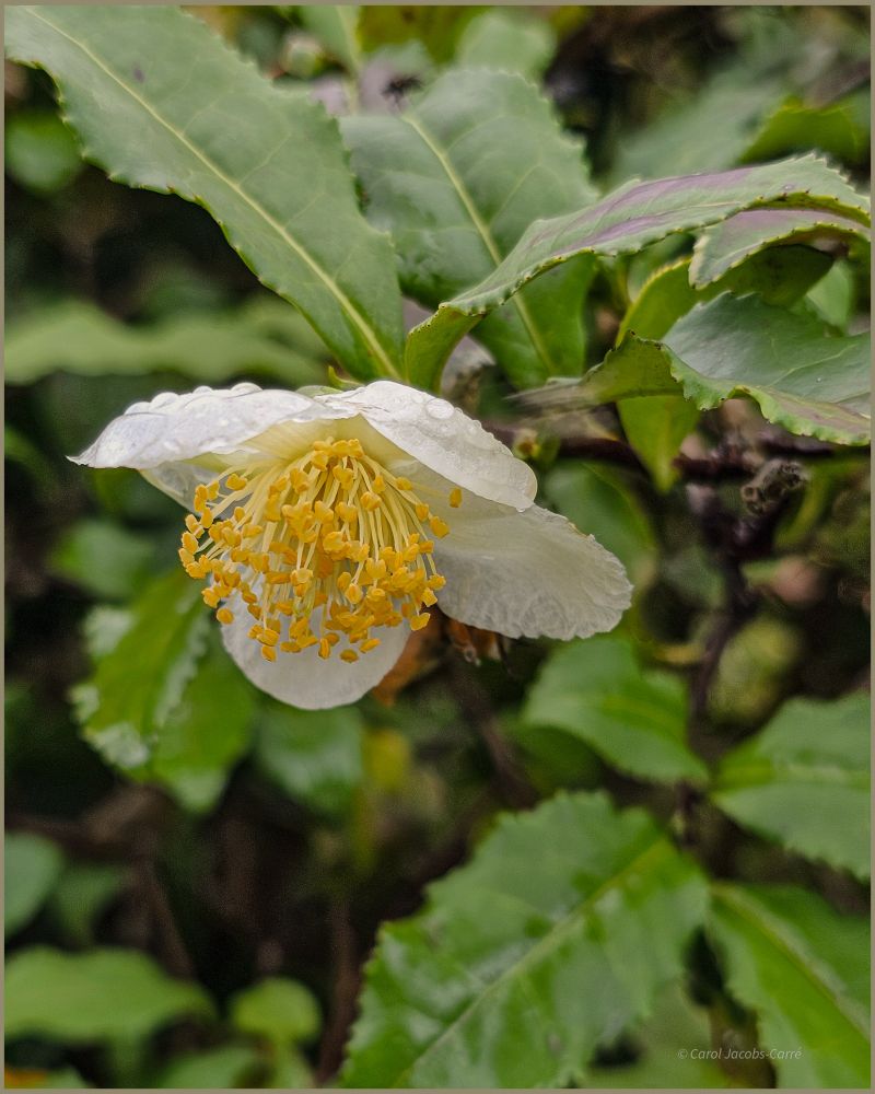 A small white tea bush flower looks like an underdeveloped camellia. Its 5 white petals are spread out facing down, and its central cluster of bright yellow anthers take the show. The tea leaves are mid green, oval and serrated. I don't know if we could grow a lot of tea around here, but this one is thriving.
Because of this week's rain, there are raindrops pearling on top of the flower. 