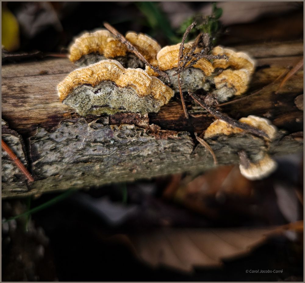 False turkey tails grow on a branch. The branch is partially debarked, showing a gray rough bark and a smooth brown cambium. The mushroom bodies grow upwards in a fan shape, with concentric lines of colors: orange and cream on the outer edges, and gray green in a semicircle inside the other bands. The green color comes from algae that grow on the fungal surface in a commensalist relationship.  These particular ones are quite small, about one inch across. 