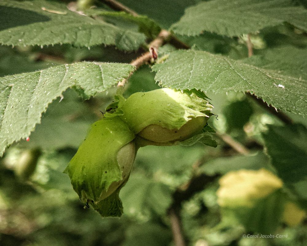 Two tan colored wild hazelnuts with their light green leafy sheath peek out from under their leaves. The leaves are dark green, oval shaped and dentate, and have a rough, brittle texture.